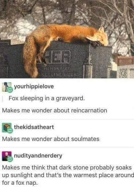 Fox sleeping in a graveyard